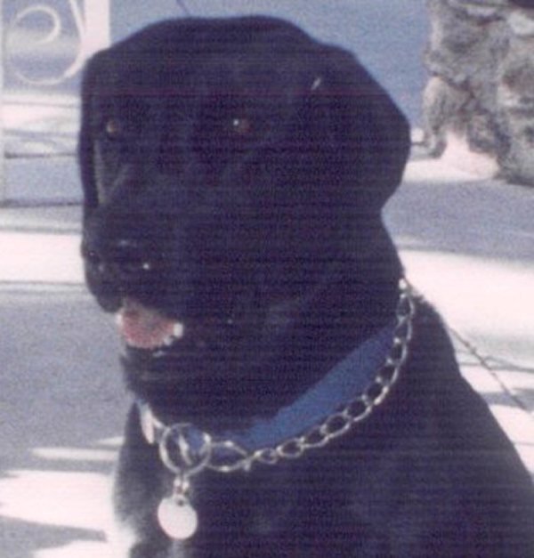 COOLHEAD.jpg (78066 bytes)